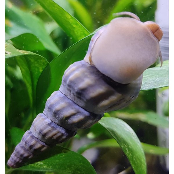Brotia Herculea White Hercules snail - Slakken-Mosselen - Reptifood